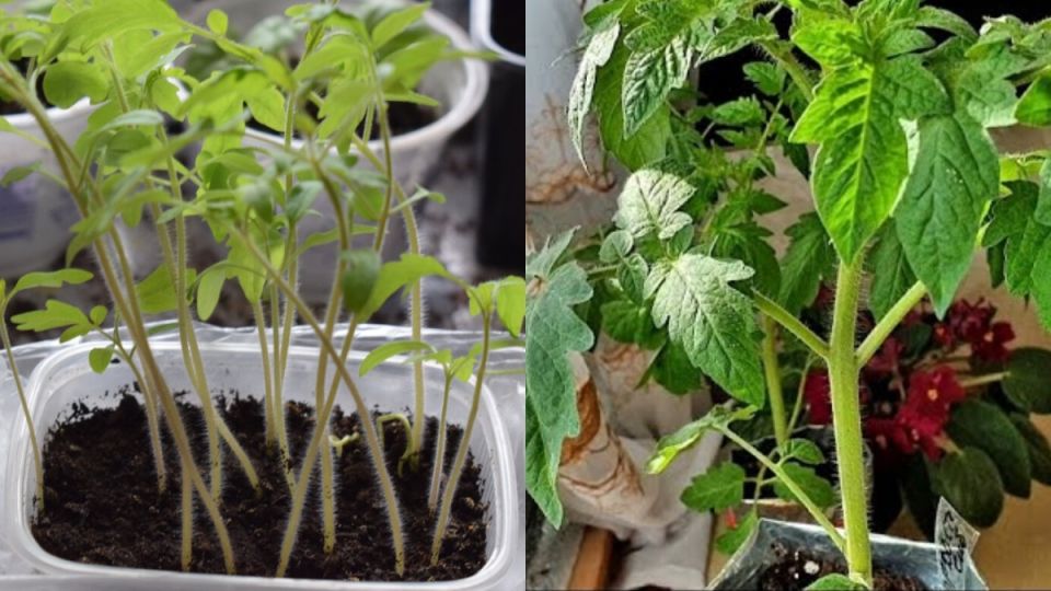 Новый подход к выращиванию рассады томатов