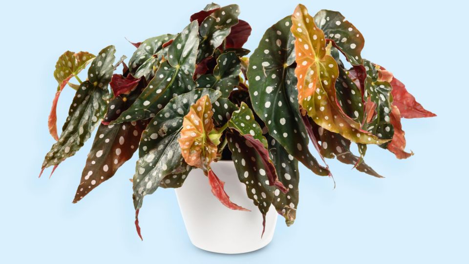 Нежная бегония не переживет этих ошибок: вот что «убивает» ваш цветок