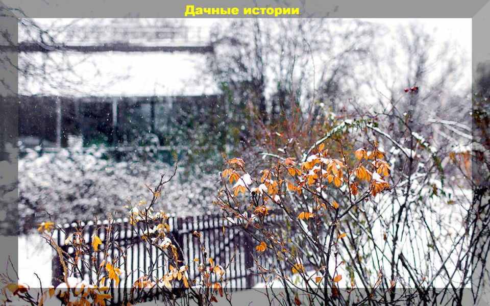 Ноябрьский уход за дачным участком: подводим итоги осенних работ