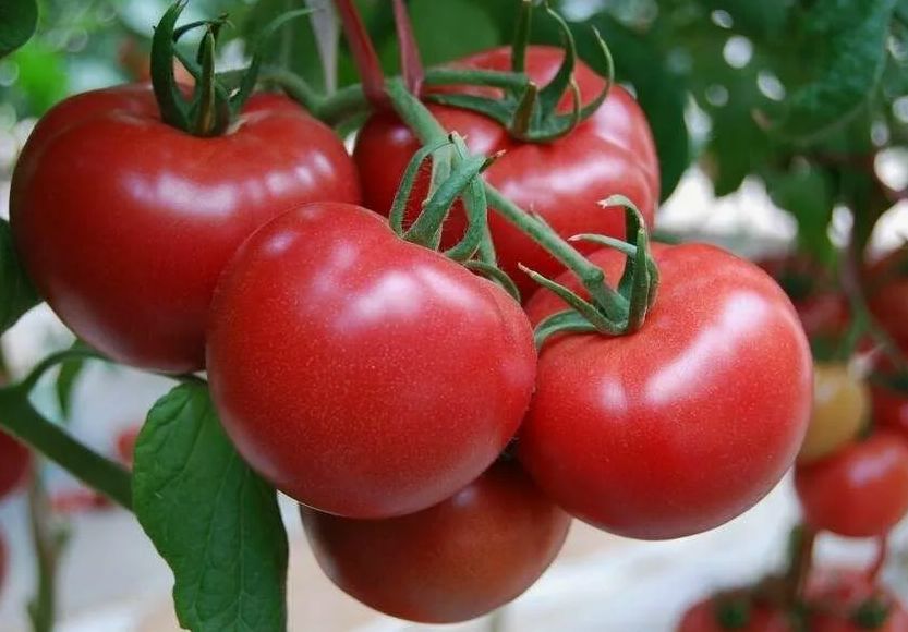 Ускорение созревания помидоров: советы от профессионалов