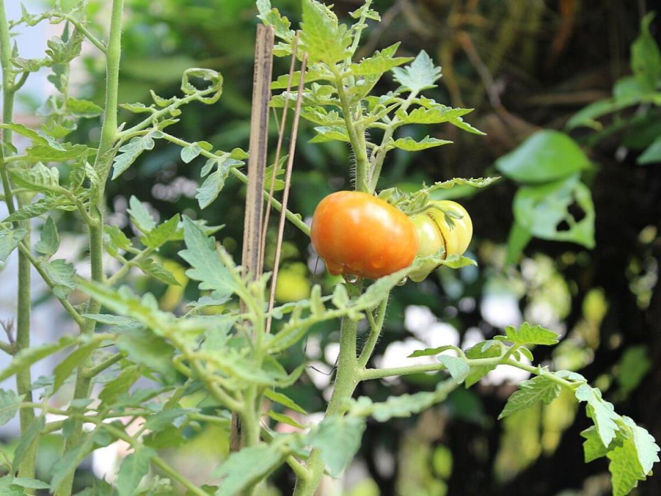 Уникальные способы использования ботвы томатов: от подкормки до защиты растений