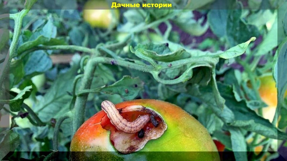 20 актуальных вопросов новичков-дачников: все, что нужно знать