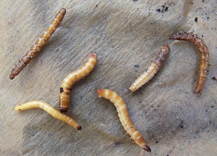 ��� ������� ���������� � ���������: ������������� � ����������� ������