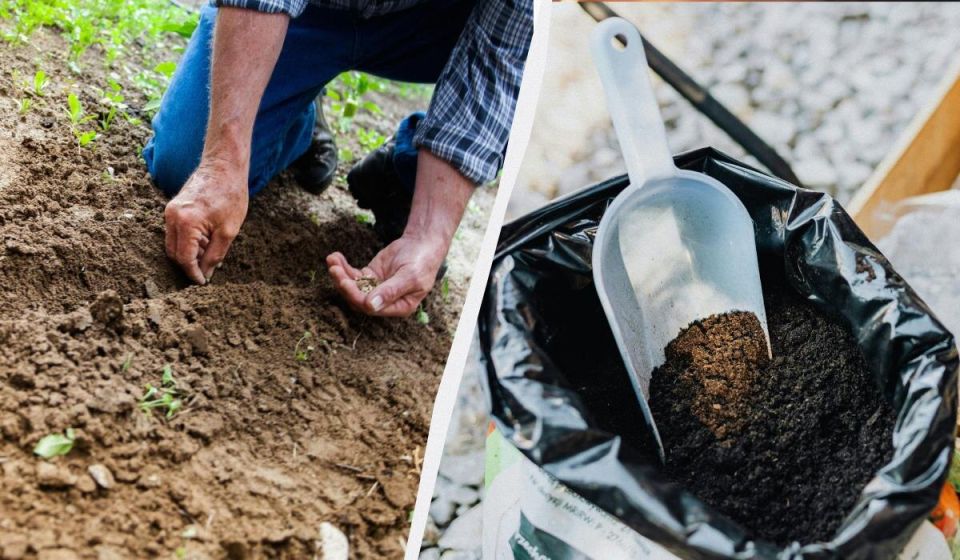 Секреты успешной посадки рассады огурцов: что добавлять в лунки для лучшего роста