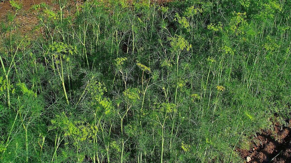 �����: ������� �� ����� � �������� � �������