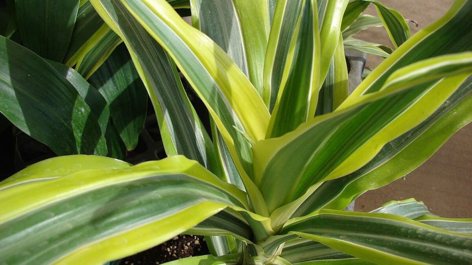 ��� ���������� � ��������: ������� ��������� ����� �� ������������ ����������