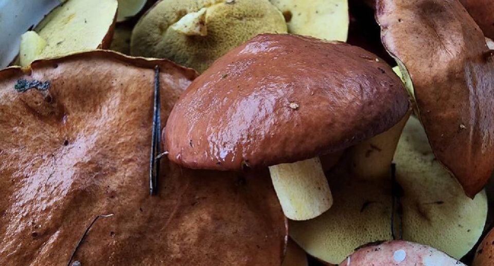 ������� ����� ������������: ��� ����� ����� � ����� � ������� 2026 ����