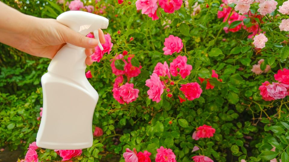 ���� �� ��� ������ ���� ����������� ������: ��������� ������ ��� �� ����