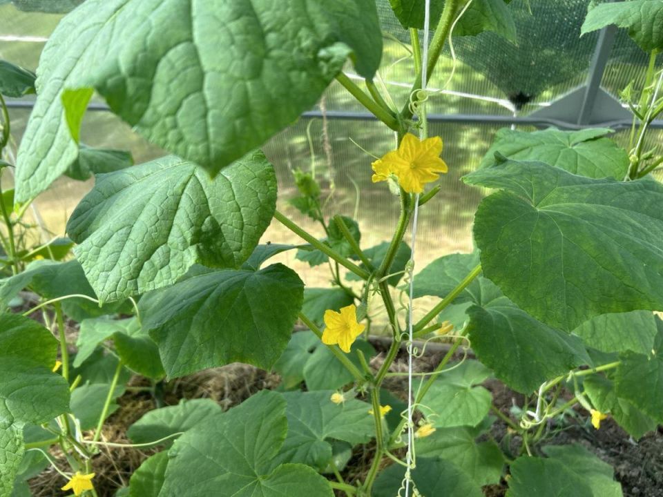 ��� �������� ������� �������: ������� ��������� ������