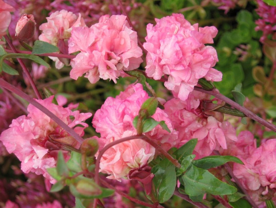 ������� �������: ������� ��������� �����������