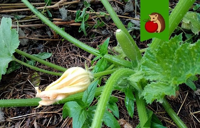 ������� �������� � ������� ������� ��������