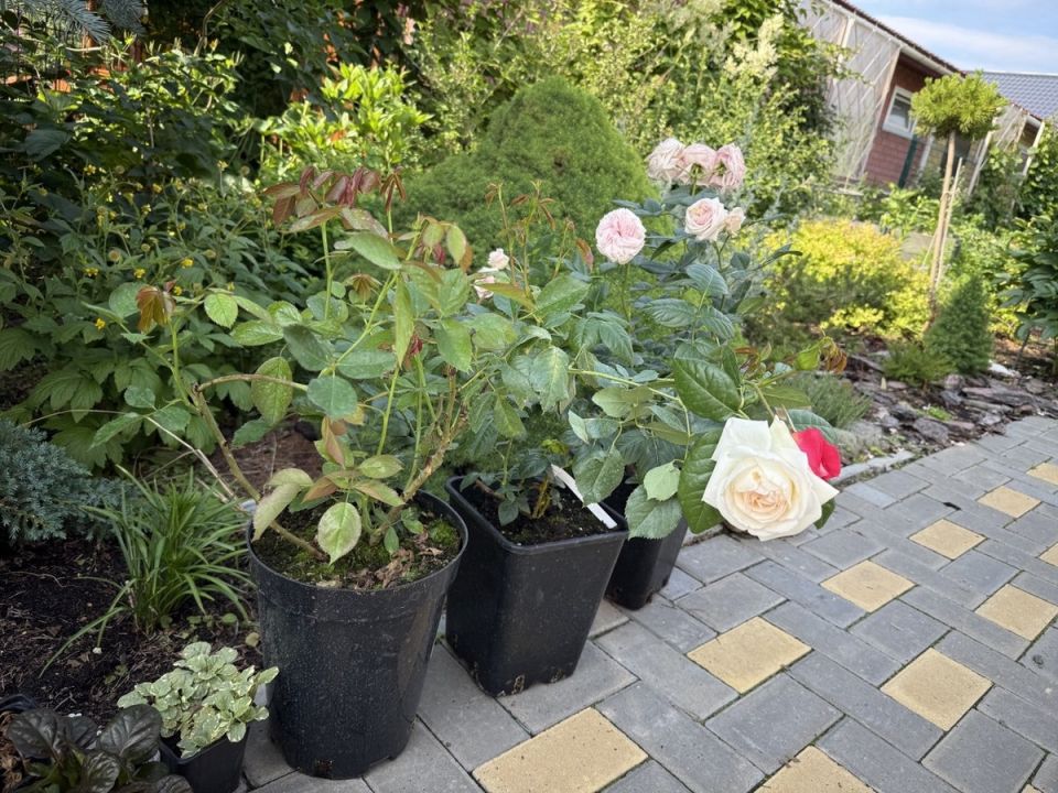 ��� ����� ��������� ���� ��� ������ ����