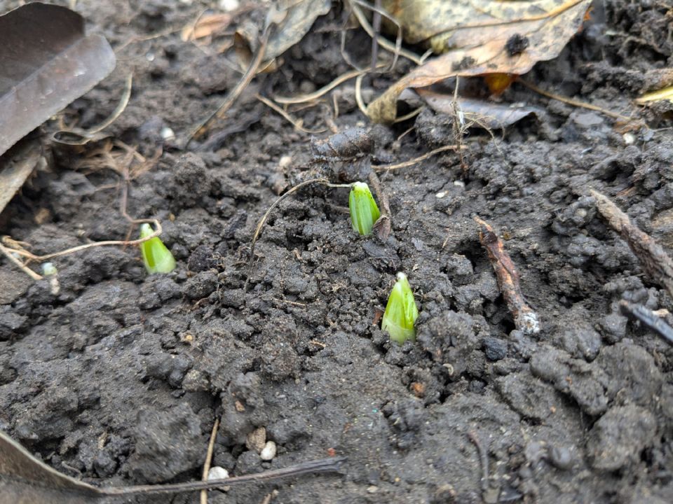 ����� ���� ����� ��������� ���� ������: ������� � �����������