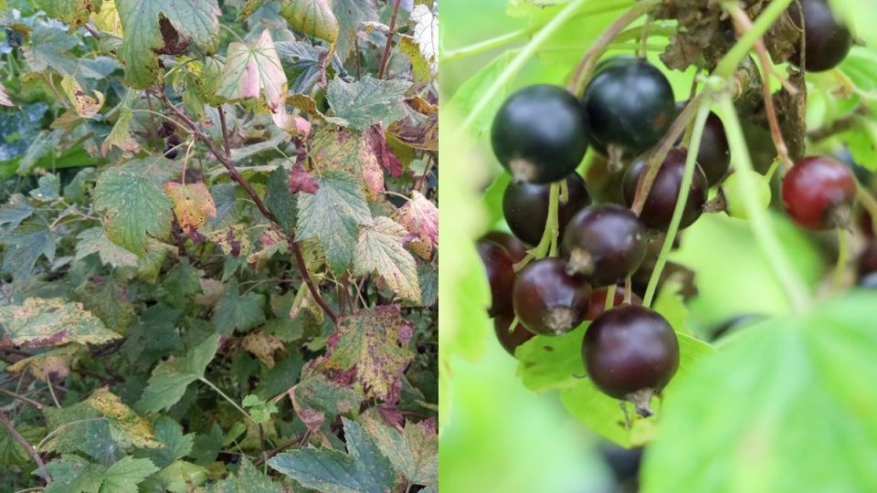 ��������� ������ ���������� ������ ���������: ��� ������������ ������� ������ ������