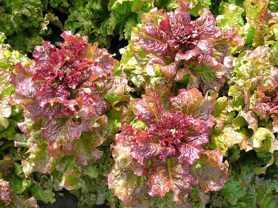 ������� ������ �����: ��� ����� �����, ������ � ������