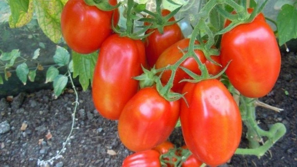 Томаты, которые разочаровали в прошлом году: полезный гид для огородников