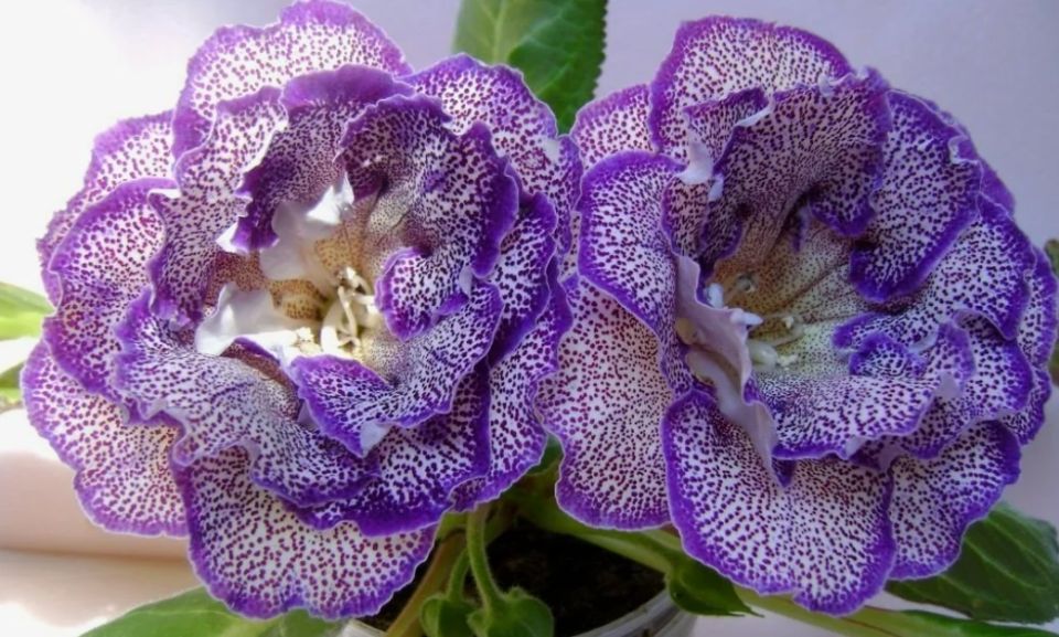 ����� ���������: ��� ��������� ��������� �� ����� � ����� ��� �����