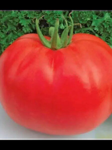 Томат Лев Толстой: крупноплодный гибрид для теплиц с непревзойденным вкусом
