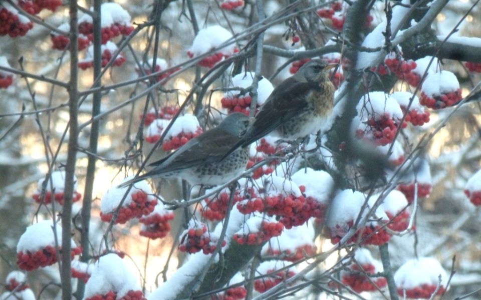 Дрозды-рябинники: спокойное объяснение образа жизни и влияния на сад