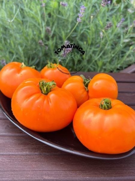 ������ �� ��������: ��� ������ � ���� ������ ������ ������������ ������