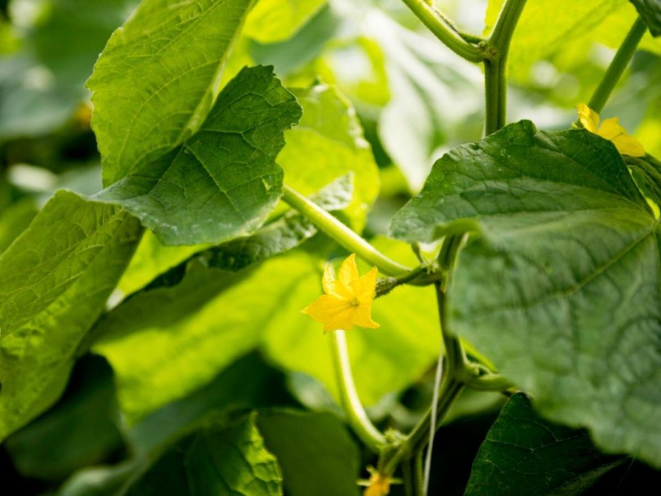 ������ � ������: ����������� ����� ������� ������ �� ��� ������ ������