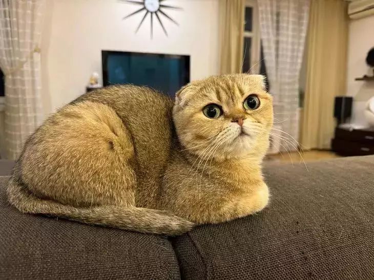 Воняет, хоть убегай: как навсегда убрать запах из кошачьего лотка без дорогой химии