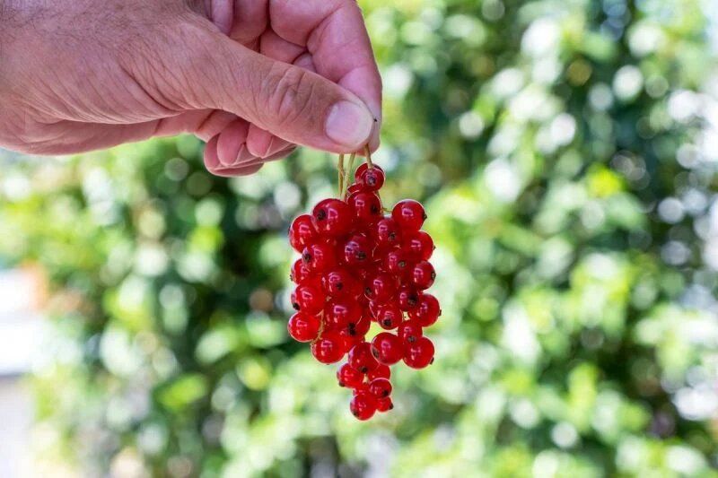 Как правильно подкормить смородину: секреты хорошего урожая