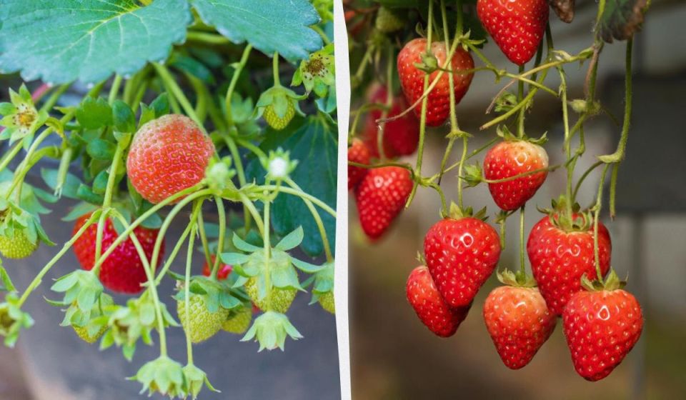 Клубника круглый год: секреты ее успешного выращивания в квартире
