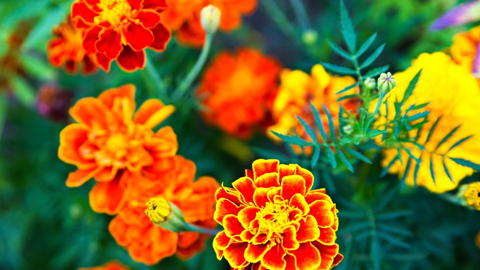 �������� ����� �������� ������ ����� �� ������������: ��� ����� ������� ��� �� ���� ���