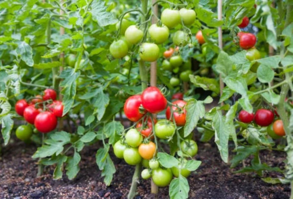 Эффективные методы подкормки томатов: кальций и бор для здорового урожая