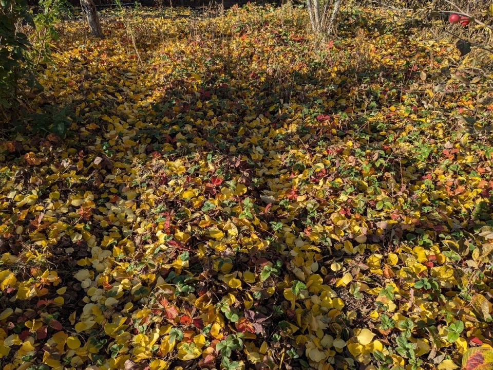 Крокусы: как они пробиваются сквозь листву и непогоду