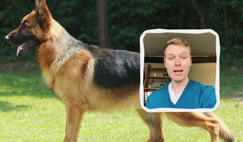 Почему некоторые породы собак не подходят для дружбы