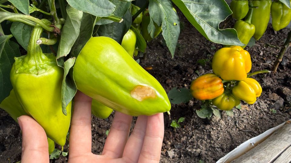 ���������� ��������� �����: ������� � ����������� ������� ��� ����� ������� � ������