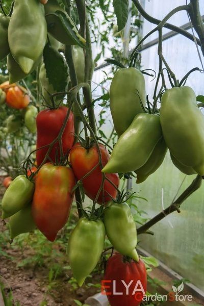 Томат Аббатиста: как итальянский сорт завоевал сердца садоводов