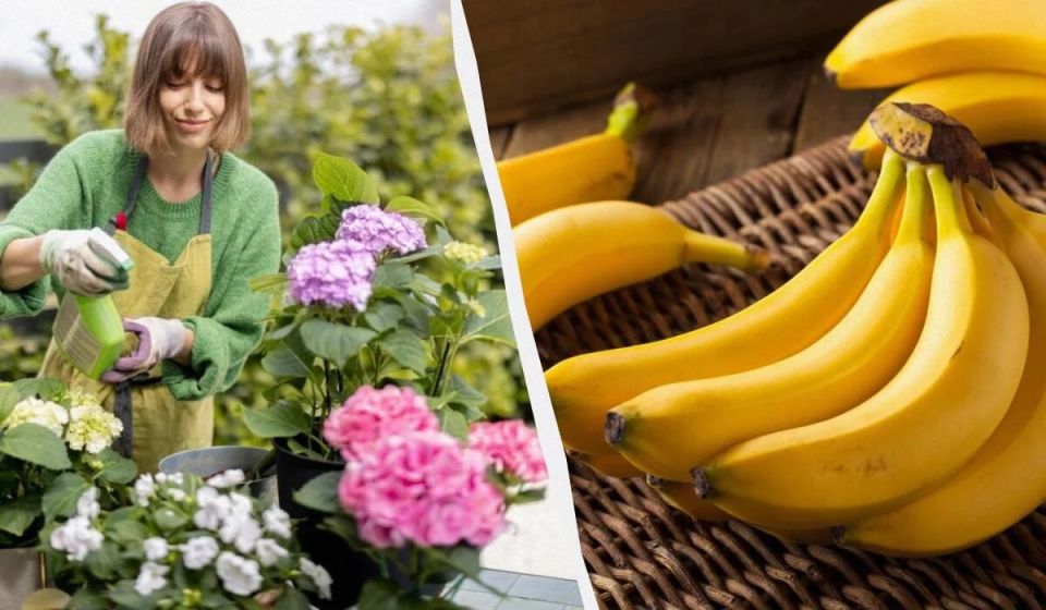 ��� ��������� ��������� �������� � ������� �������: ������ � ����������