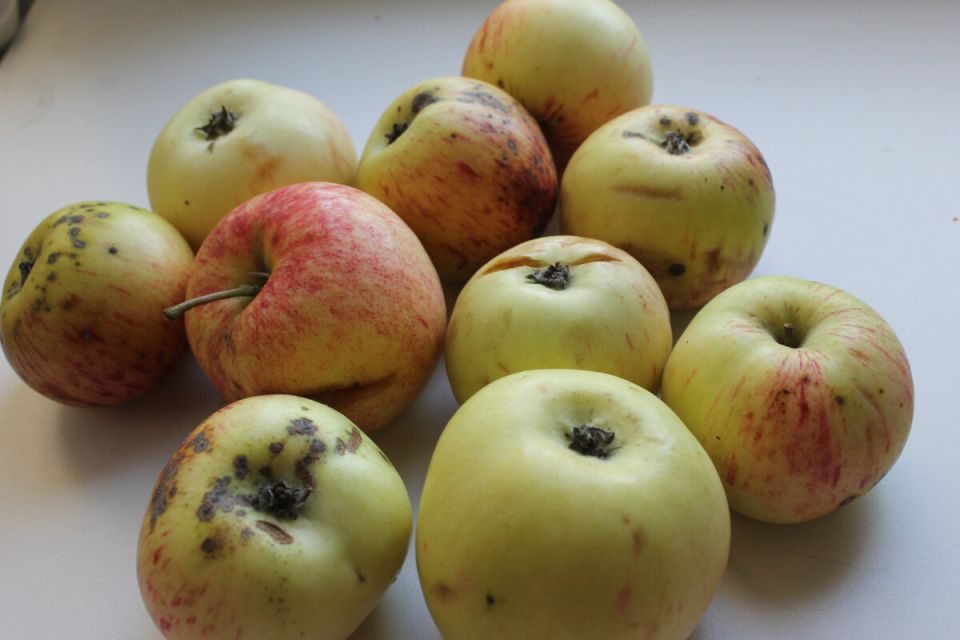 �����-������� ������: ��� ������ ����������� ��������� ������� �� ����