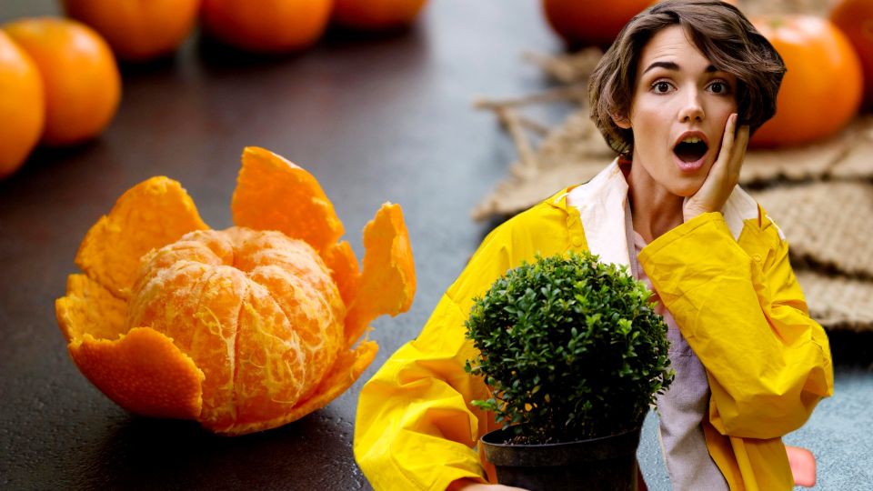 ������ �� �������� ������ �� �����������: ����� ����� ����� ��� �� ������� ����� ����� ���������