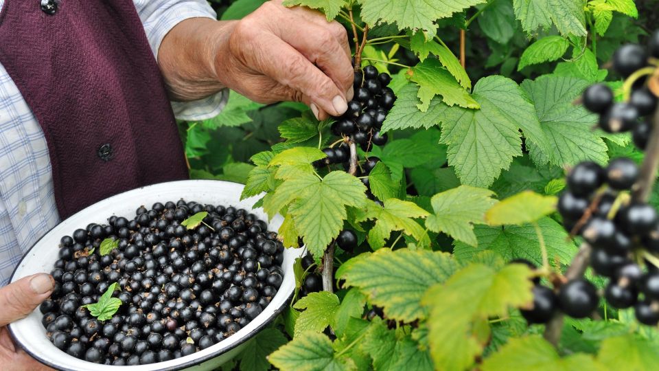 ��������� ���� ������� ������ � ��� ���������: ���������� �� ��� 3 �������