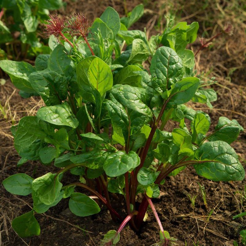 ������: ������ �������� ������ �����������