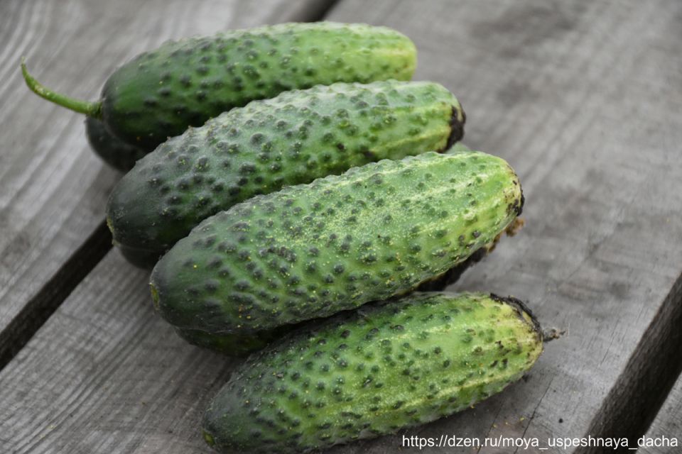 ������, ������� ������� ��� �������: �������� � �������������� ������������ ����� ����� F1