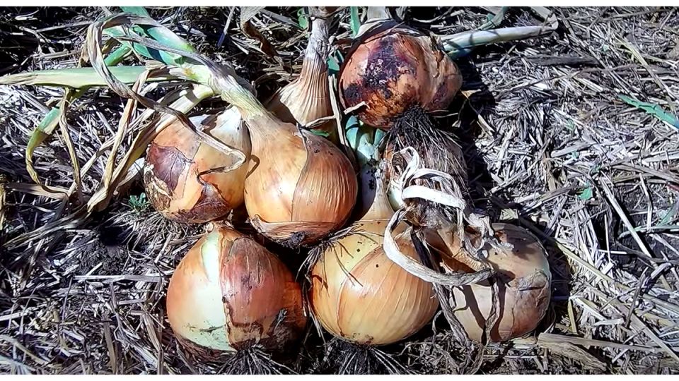 ����� ������� ���: �������� ���������� ��� �������� ������