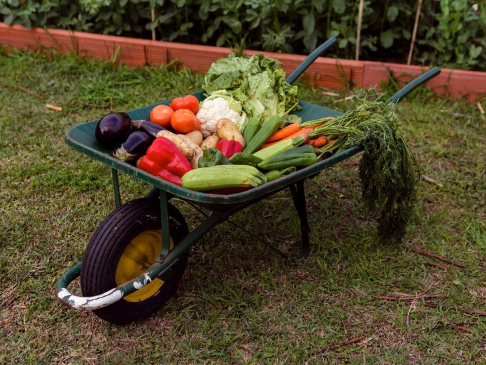 Почему ваши овощи не радуют урожаем? Тайные враги на клумбах