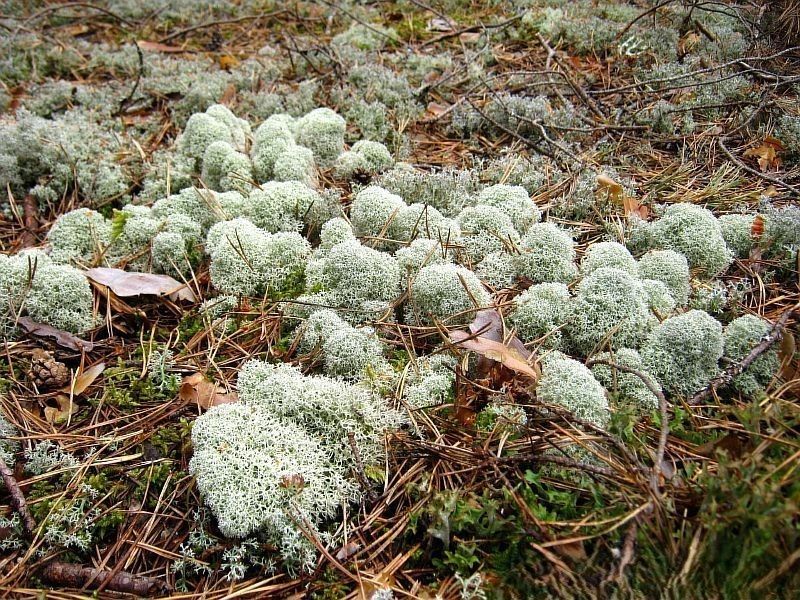 ����� ������������ ������� ������� ����