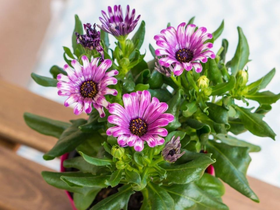 Секреты ухода за хризантемами: как продлить цветение до поздней осени