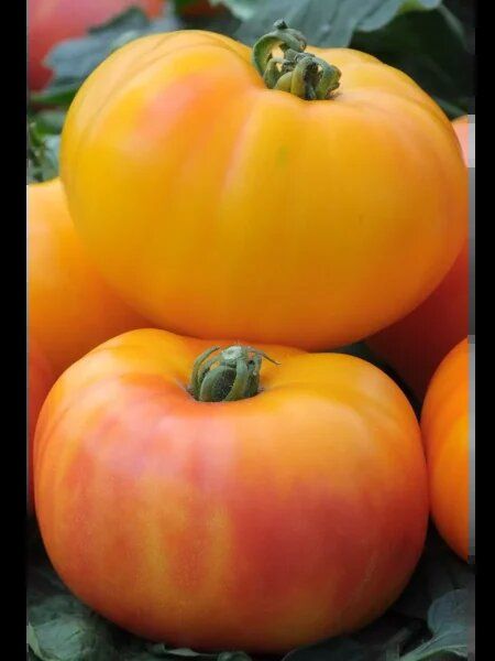 ���� ������: ��� ��������� ������������ ������ ������ � �������