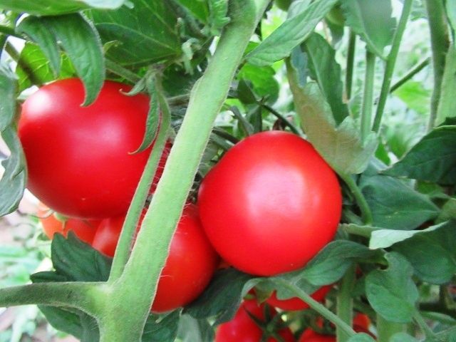 Как заставить помидоры краснеть: секреты, которые знает каждый огородник