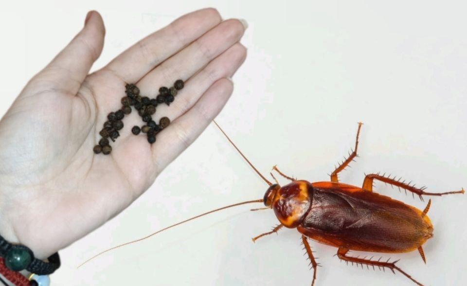 Как эффективно побороть тараканов и вернуть чистоту в ваш дом