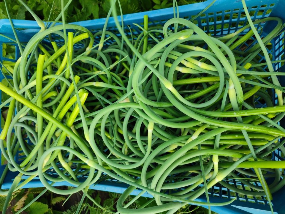 Как заработать на продаже чесночных стрелок и клубники: практические советы