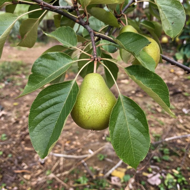 ������� ��������: ��� ������� ������ ����� ���������� ��������� ��� ������ ����