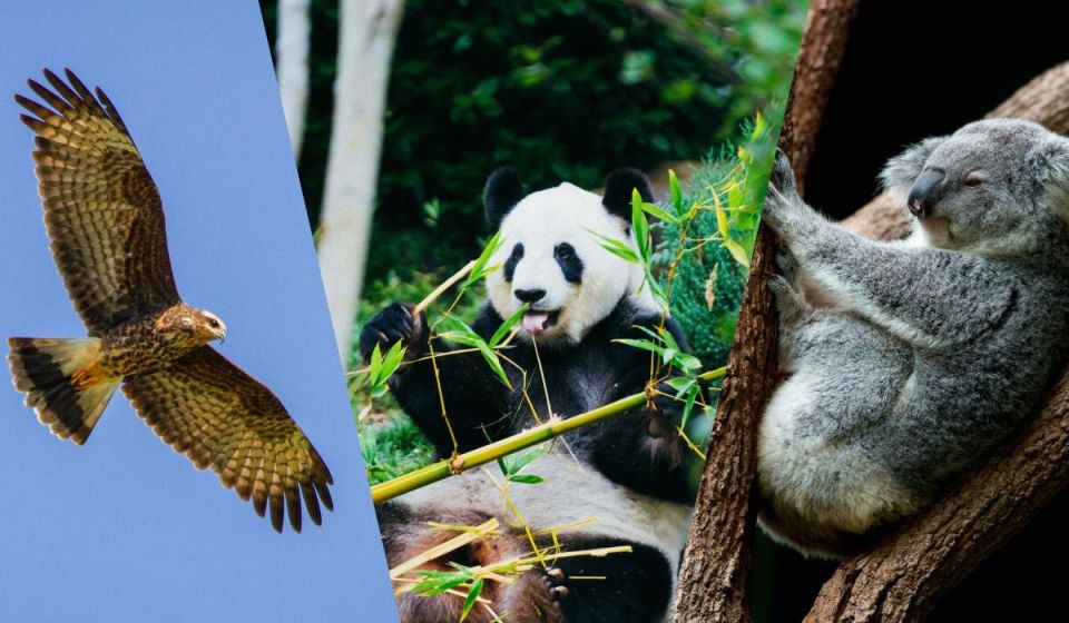 ���� ��������, ������� ������� ������� ������